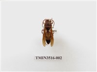 藏品(黃腰虎頭蜂)的圖片